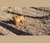 Rebus, a Bulldog and American Eskimo Dog mix tested with EmbarkVet.com