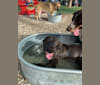 Bear, a Labrador Retriever and American Pit Bull Terrier mix tested with EmbarkVet.com