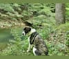 Photo of Moose, an Anatolian Shepherd Dog and Great Pyrenees mix in Mill Creek, West Virginia, USA