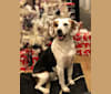 Photo of Leonard, a Beagle  in West Virginia, USA