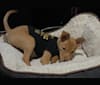 Rocket, a Rat Terrier and Pomeranian mix tested with EmbarkVet.com