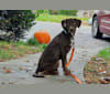 Photo of Valkyrie, a Golden Retriever, Labrador Retriever, and American Foxhound mix in Mississippi, USA