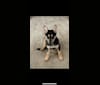 Ace, an Australian Cattle Dog and Siberian Husky mix tested with EmbarkVet.com