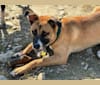 Benji, an American Pit Bull Terrier and Akita mix tested with EmbarkVet.com