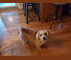Riley, a Pembroke Welsh Corgi and American Eskimo Dog mix tested with EmbarkVet.com