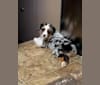 Zoey, an Australian Shepherd Group tested with EmbarkVet.com