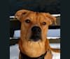 Photo of Ollie, an American Bulldog, Chow Chow, Bulldog, American Staffordshire Terrier, and Mixed mix in Akron, Ohio, USA
