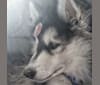 SOJU, a Siberian Husky and Alaskan Malamute mix tested with EmbarkVet.com