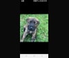 Bender, a Rottweiler and Bernese Mountain Dog mix tested with EmbarkVet.com