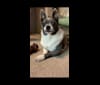 Yapa Roo, a Chihuahua and Rat Terrier mix tested with EmbarkVet.com