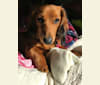 Hattie, a Dachshund (4.3% unresolved) tested with EmbarkVet.com