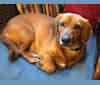 Ares, a Mountain Cur and Basset Hound mix tested with EmbarkVet.com