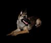 Rhodey, a German Shepherd Dog and Dutch Shepherd mix tested with EmbarkVet.com