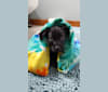 Libby, a Labrador Retriever and American Pit Bull Terrier mix tested with EmbarkVet.com