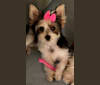 Adella, a Biewer Terrier tested with EmbarkVet.com