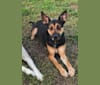 Olivia, a German Shepherd Dog and Doberman Pinscher mix tested with EmbarkVet.com