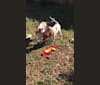 Gravy, an American Foxhound tested with EmbarkVet.com