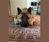 Jack, a Chow Chow and German Shepherd Dog mix tested with EmbarkVet.com