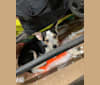 Cowboy, an Australian Cattle Dog and Australian Shepherd mix tested with EmbarkVet.com