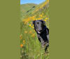 Cogsworth, a Formosan Mountain Dog tested with EmbarkVet.com