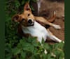 Photo of Boca, an American Village Dog and American Staffordshire Terrier mix in The Bahamas