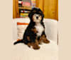 Murphy, a Poodle (Small) and Bernese Mountain Dog mix tested with EmbarkVet.com