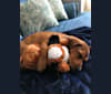 Emmy, a Boxer and Labrador Retriever mix tested with EmbarkVet.com
