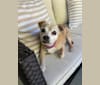 Macy, a Chihuahua and Pekingese mix tested with EmbarkVet.com