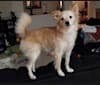 Mara, an American Eskimo Dog and Chihuahua mix tested with EmbarkVet.com