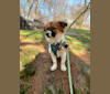 Lucy, a Japanese or Korean Village Dog and Shih Tzu mix tested with EmbarkVet.com