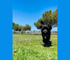 Photo of Taleeta, a Miniature Schnauzer, Weimaraner, and German Shepherd Dog mix in Orcutt, California, USA