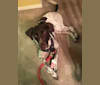 Jackson Wyatt, a Labrador Retriever and American Pit Bull Terrier mix tested with EmbarkVet.com