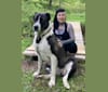Maxomagic’s Revolutionary War, a Central Asian Shepherd Dog tested with EmbarkVet.com