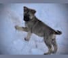 Jormu, a German Shepherd Dog and Alaskan Malamute mix tested with EmbarkVet.com