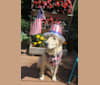 Tillie, a Newfoundland and Golden Retriever mix tested with EmbarkVet.com