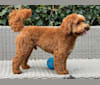 Frenkie, a Poodle (Small) and Poodle (Standard) mix tested with EmbarkVet.com