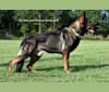 Story, a German Shepherd Dog tested with EmbarkVet.com