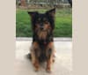 Jax, a German Shepherd Dog and Chow Chow mix tested with EmbarkVet.com