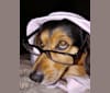 Buddy, a Dachshund and Beagle mix tested with EmbarkVet.com