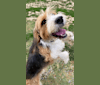 Photo of Mila, a Llewellin Setter, English Setter, Beagle, and Mixed mix in İstanbul, İstanbul, Turkey