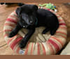Otto (Othello), a German Shepherd Dog and Newfoundland mix tested with EmbarkVet.com