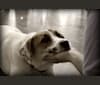 Karma, a Boxer and Labrador Retriever mix tested with EmbarkVet.com
