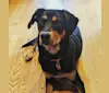 Photo of Marty McFly, a Black and Tan Coonhound, Bluetick Coonhound, Redbone Coonhound, Labrador Retriever, and Mixed mix in Mississippi, USA