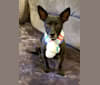 Titan, a Chihuahua and Russell-type Terrier mix tested with EmbarkVet.com