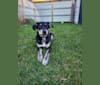 Trixie, a Labrador Retriever and American Foxhound mix tested with EmbarkVet.com