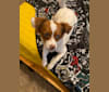 Patchouli, a Chihuahua and Australian Cattle Dog mix tested with EmbarkVet.com