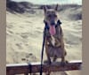 Photo of Rey, an American Pit Bull Terrier, Australian Cattle Dog, Siberian Husky, and German Shepherd Dog mix in Fremont, California, USA