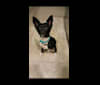 Reaper, a Chihuahua and Poodle (Small) mix tested with EmbarkVet.com