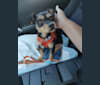 Nacho Saenz-Stevenson, a Chihuahua and Miniature Pinscher mix tested with EmbarkVet.com