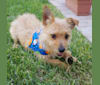 Toby, a Chihuahua and Poodle (Small) mix tested with EmbarkVet.com